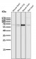 Anti-Atg16L1/Atg16 Rabbit Monoclonal Antibody